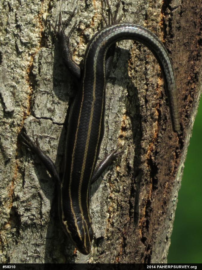 Common Five-lined Skink