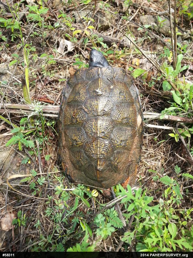 Wood Turtle