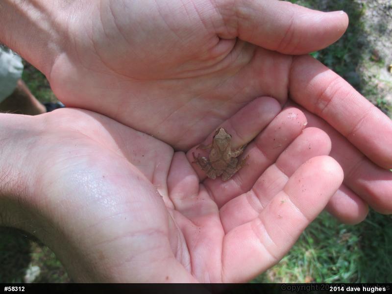Spring Peeper