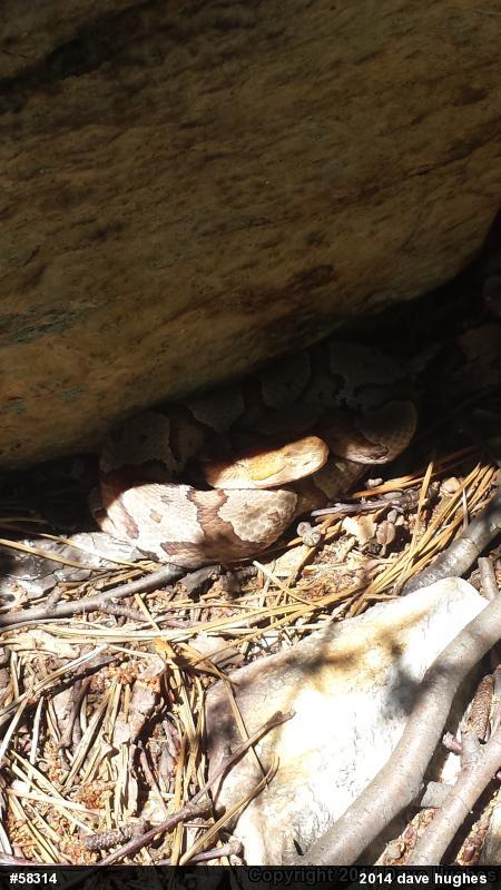 Northern Copperhead
