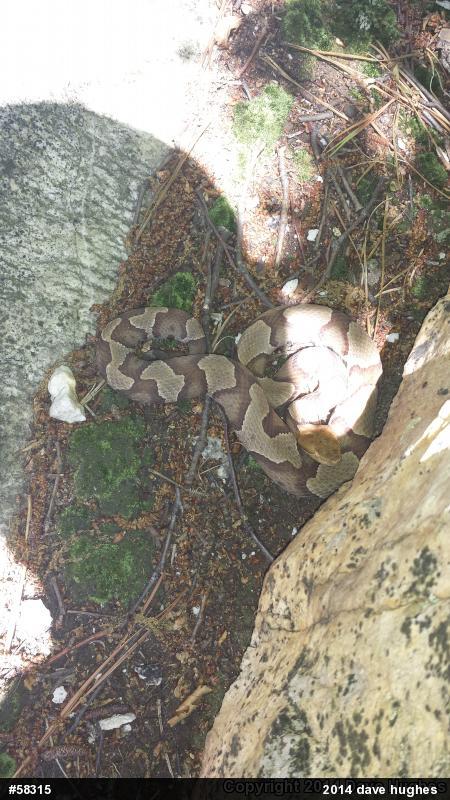 Northern Copperhead