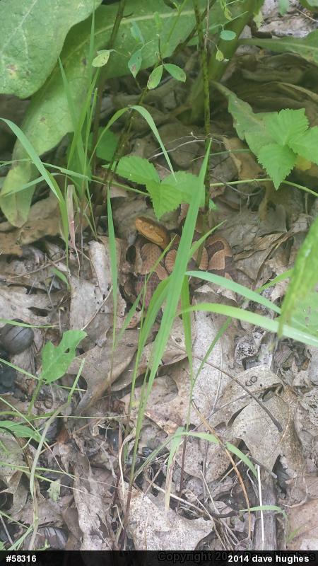 Northern Copperhead