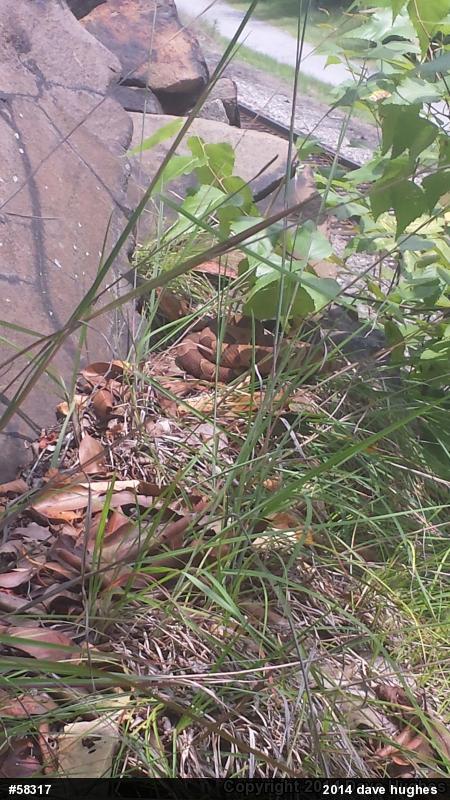 Northern Copperhead