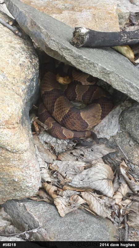 Northern Copperhead