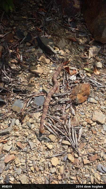 Northern Copperhead