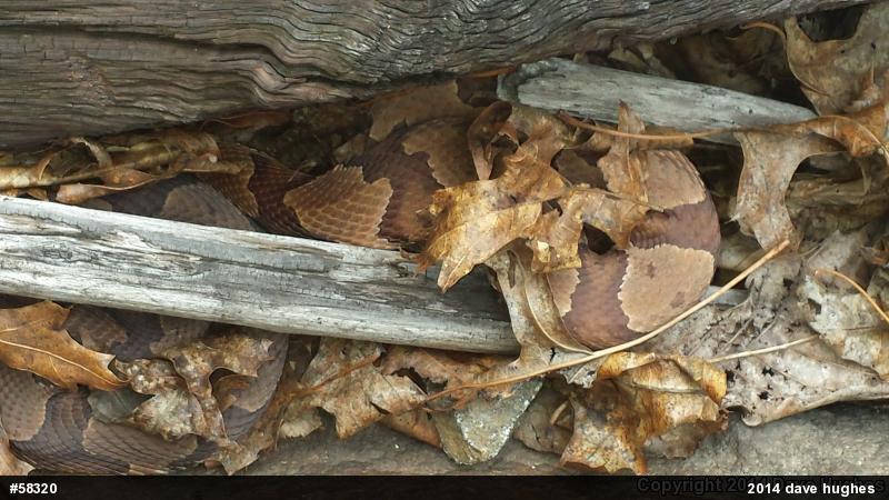 Northern Copperhead