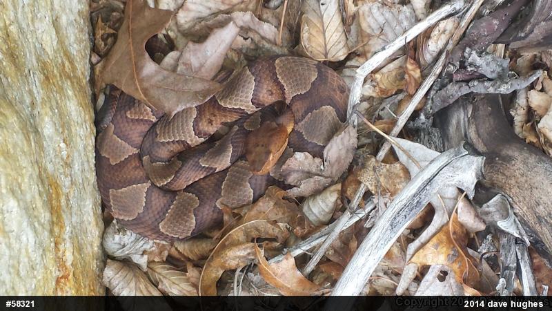 Northern Copperhead
