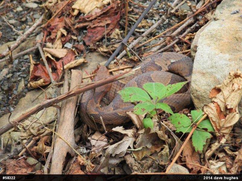 Northern Copperhead