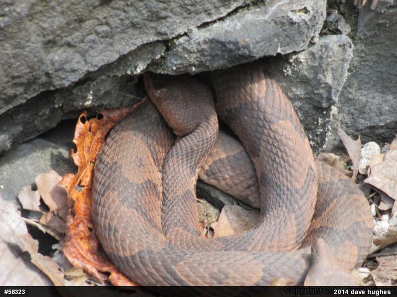 Northern Copperhead