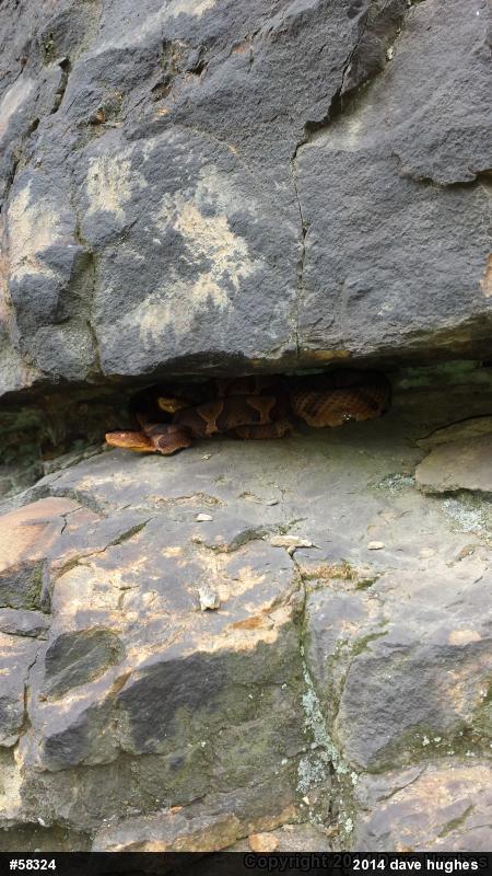 Northern Copperhead