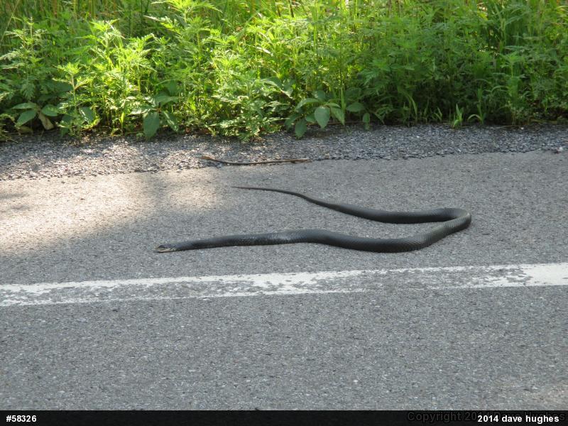 Northern Black Racer
