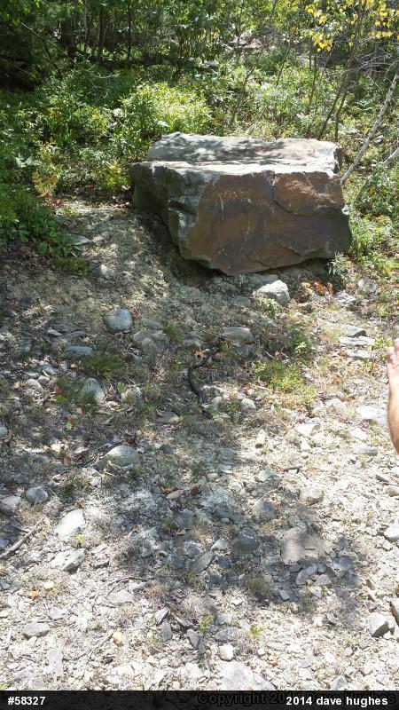 Northern Black Racer