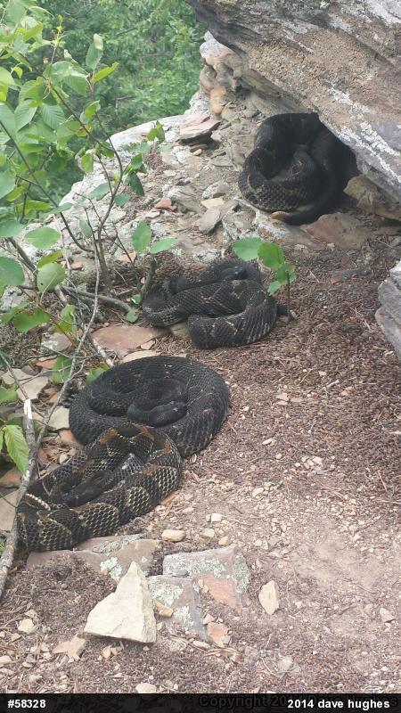 Timber Rattlesnake
