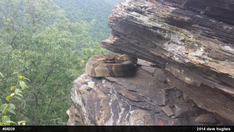 Timber Rattlesnake