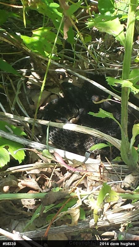 Timber Rattlesnake