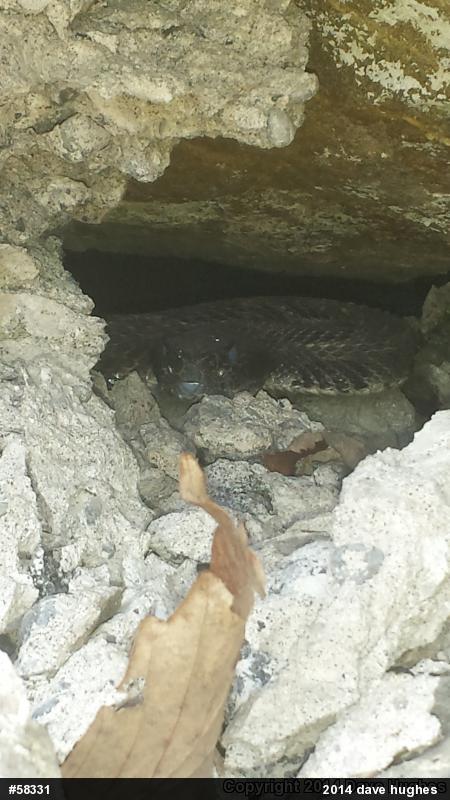 Timber Rattlesnake