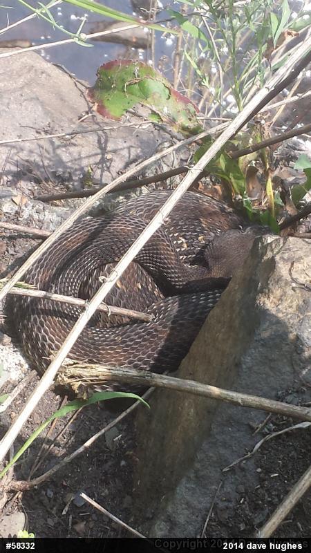Timber Rattlesnake