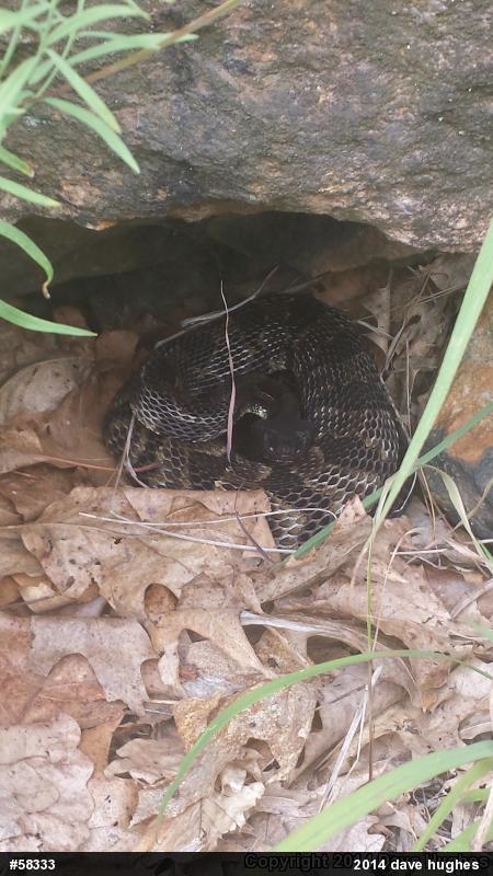 Timber Rattlesnake