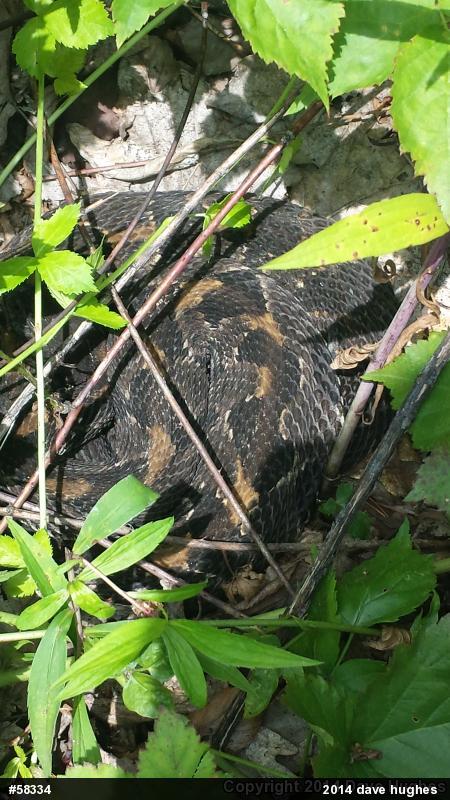 Timber Rattlesnake