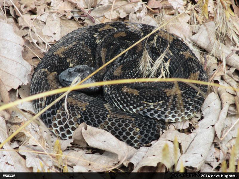 Timber Rattlesnake