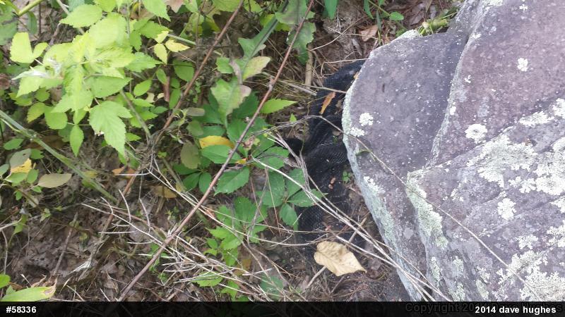Timber Rattlesnake