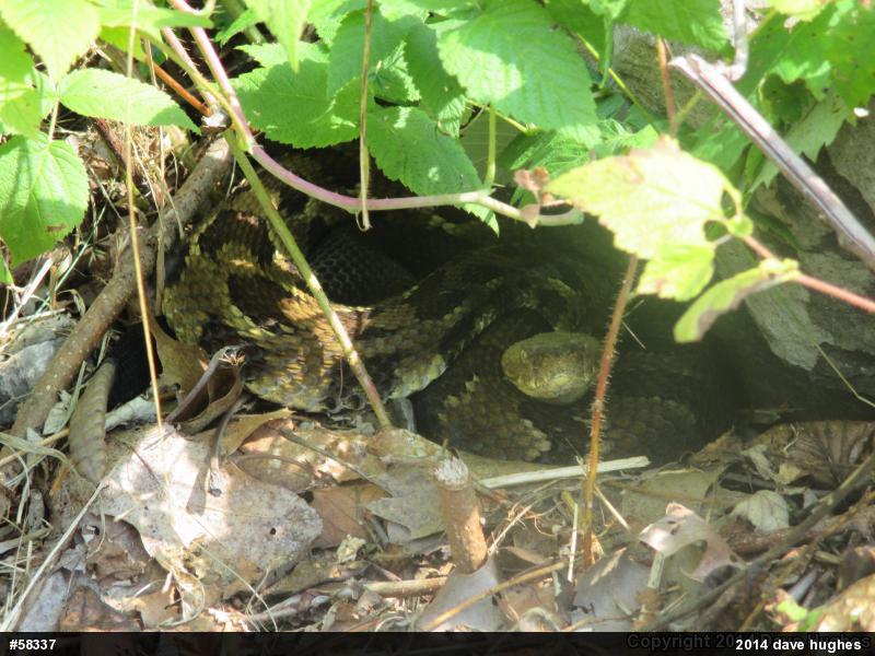 Timber Rattlesnake