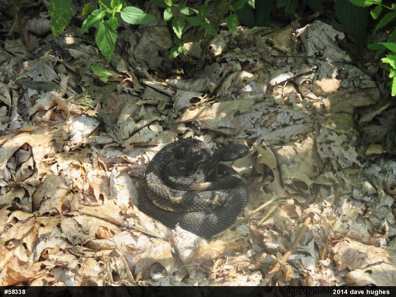 Timber Rattlesnake