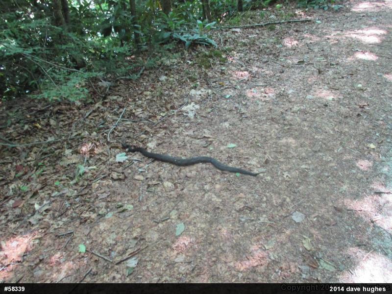 Timber Rattlesnake