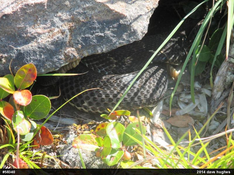 Timber Rattlesnake