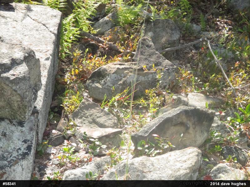 Timber Rattlesnake