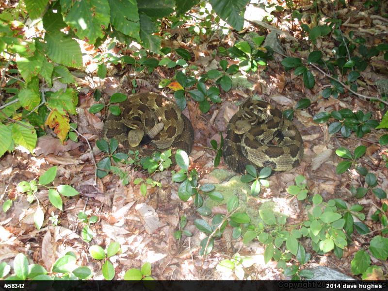 Timber Rattlesnake