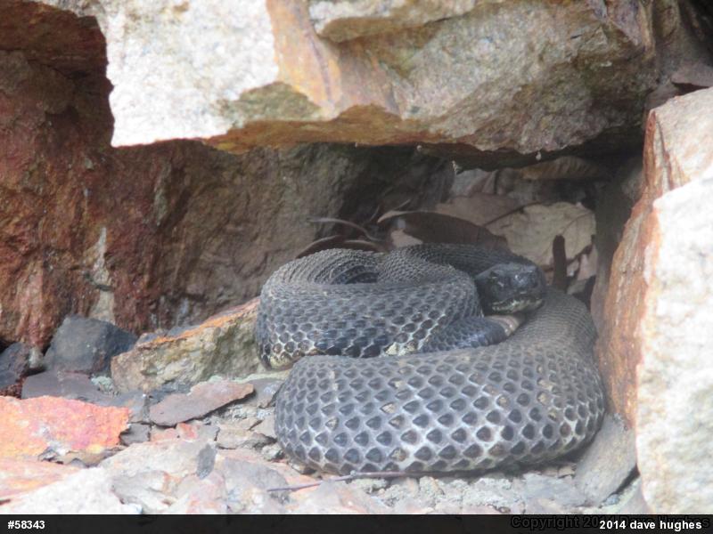 Timber Rattlesnake