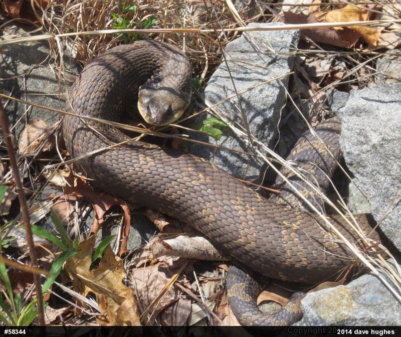Eastern Hog-nosed Snake