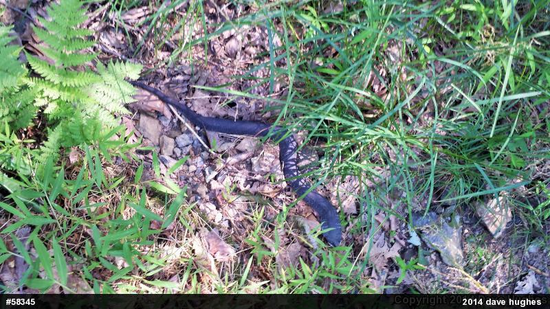 Eastern Hog-nosed Snake