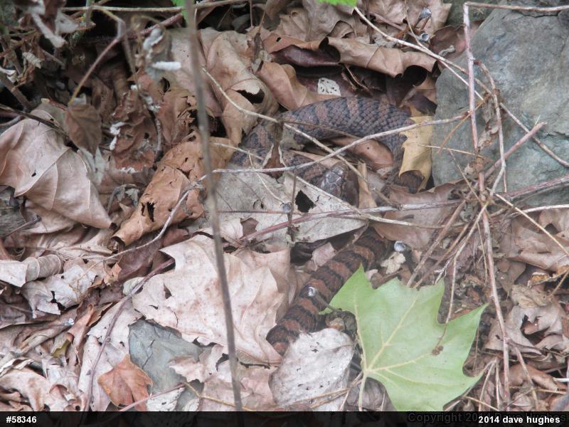Eastern Milksnake