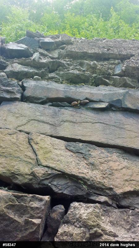 Northern Watersnake