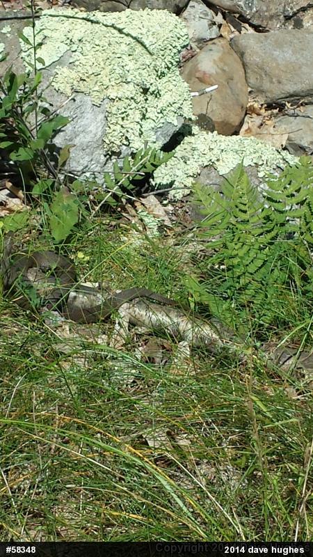 Northern Watersnake