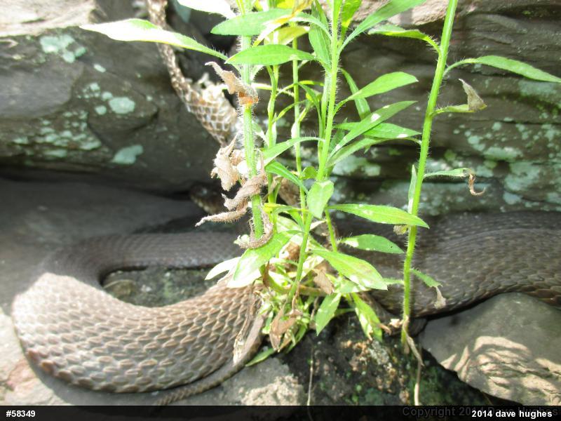 Northern Watersnake