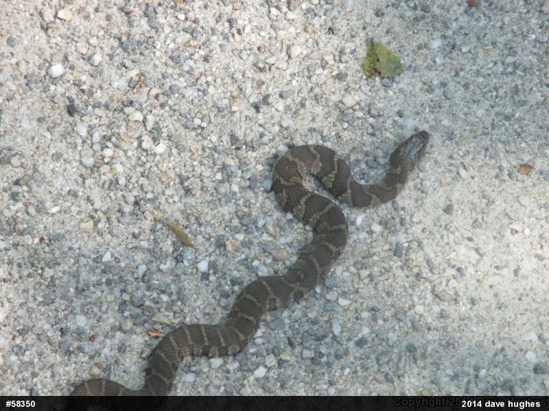 Northern Watersnake