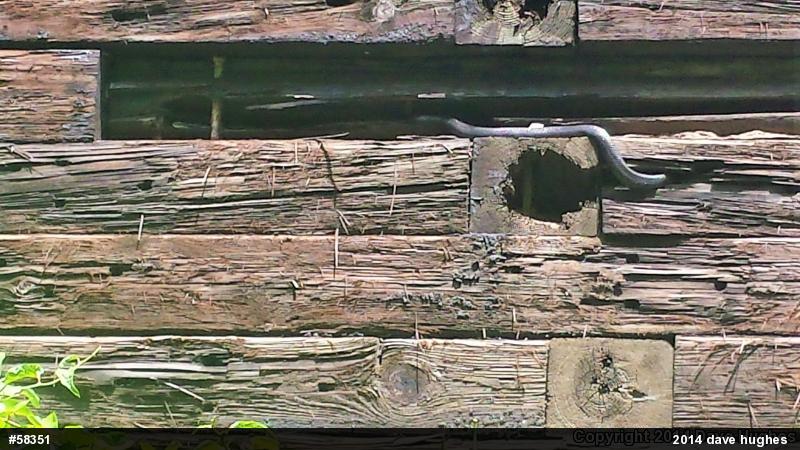 Eastern Ratsnake