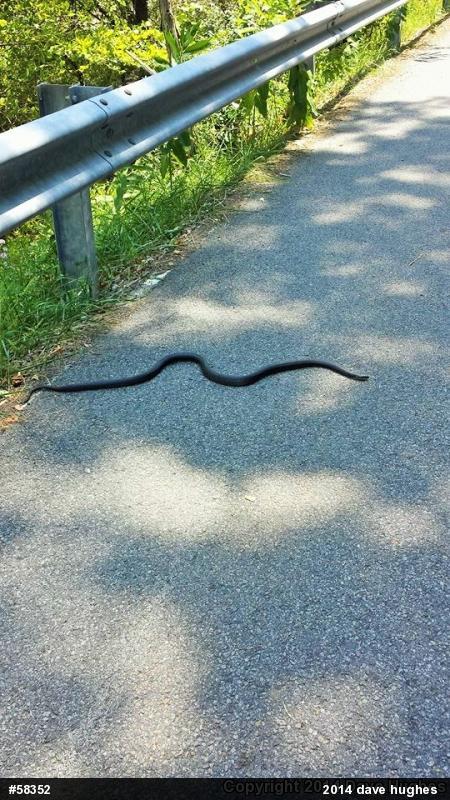 Eastern Ratsnake