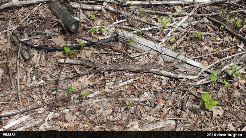 Eastern Ratsnake