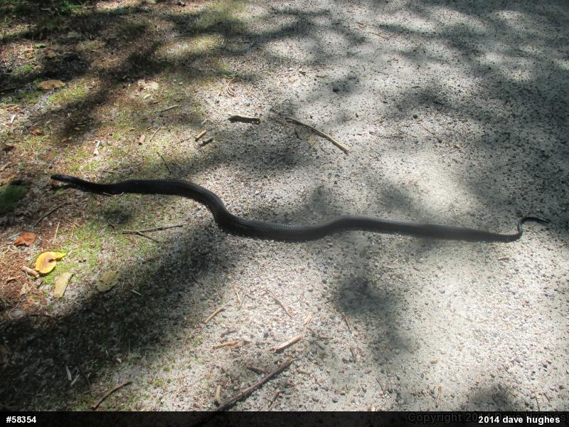 Eastern Ratsnake