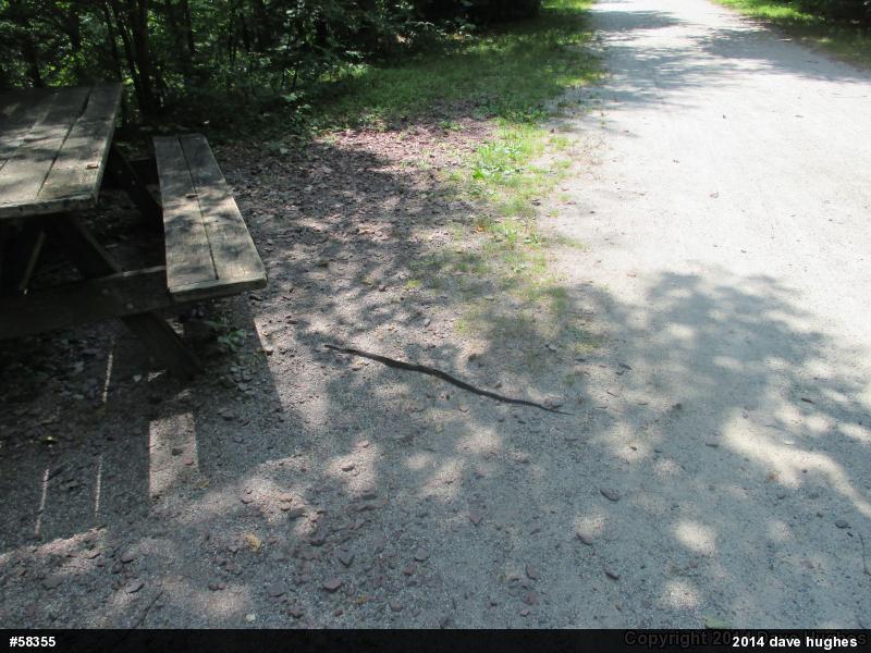 Eastern Ratsnake