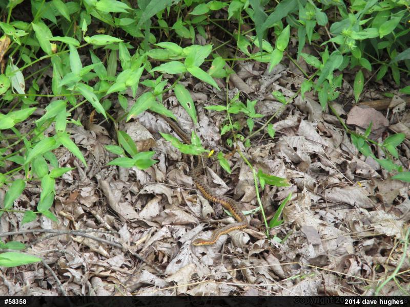 Eastern Gartersnake