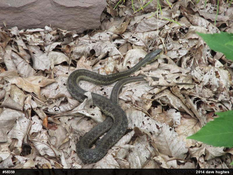 Eastern Gartersnake
