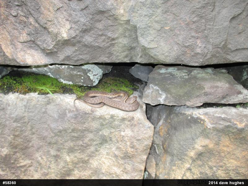 Eastern Gartersnake