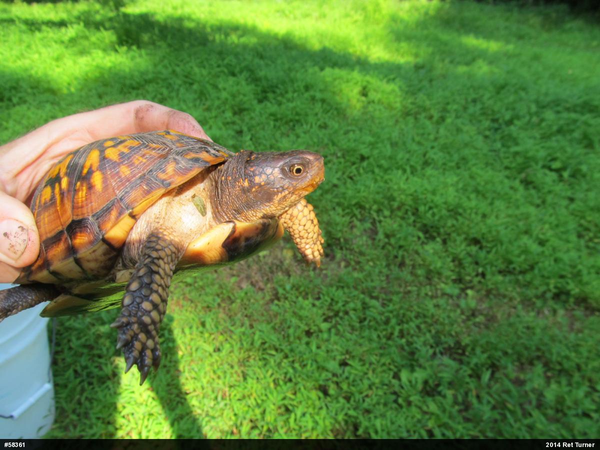 Eastern Box Turtle