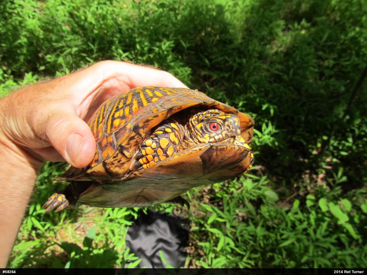 Eastern Box Turtle