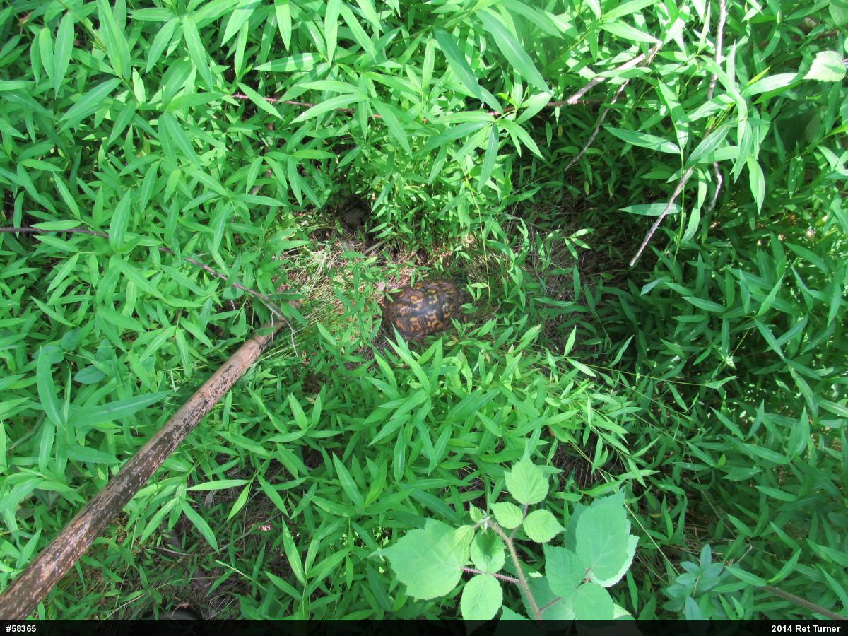 Eastern Box Turtle